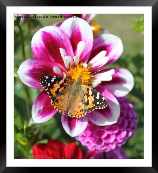 Dahlia and Butterfly, Painted Lady Framed Mounted Print by Jane Emery