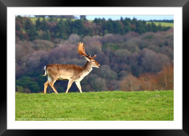 A deer standing on top of a lush green field Framed Mounted Print by Jane Emery