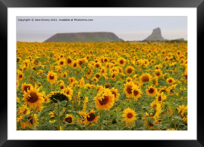 Sunflowers at Rhossilli Framed Mounted Print by Jane Emery