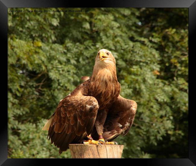 White Tailed Sea Eagle Framed Print by Jane Emery