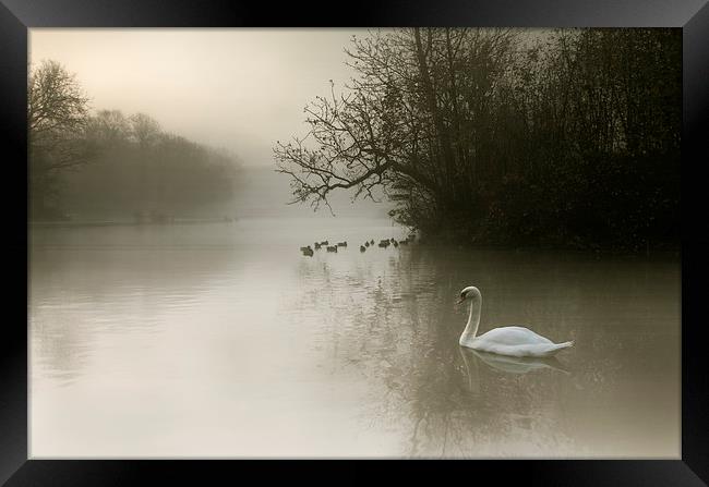  Swan Mist Framed Print by Reza Sina