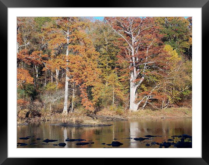  Fall  Framed Mounted Print by JUDY LACEFIELD