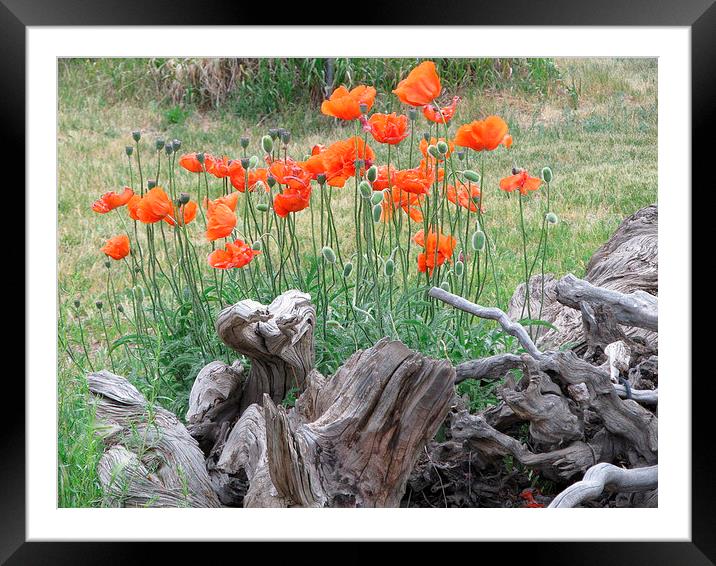  Orange poppies Framed Mounted Print by JUDY LACEFIELD