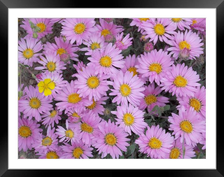 Colorado Tansy Aster Framed Mounted Print by JUDY LACEFIELD