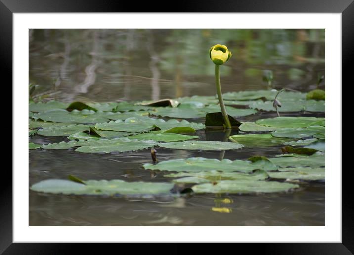Sweet Floating Lily Framed Mounted Print by JUDY LACEFIELD