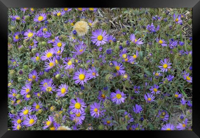 Colorado Tansy Aster Framed Print by JUDY LACEFIELD