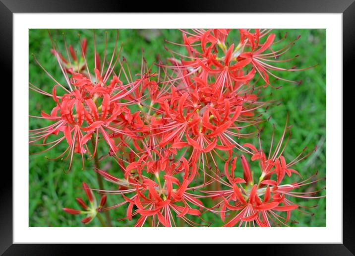 Spider Lilies Framed Mounted Print by JUDY LACEFIELD