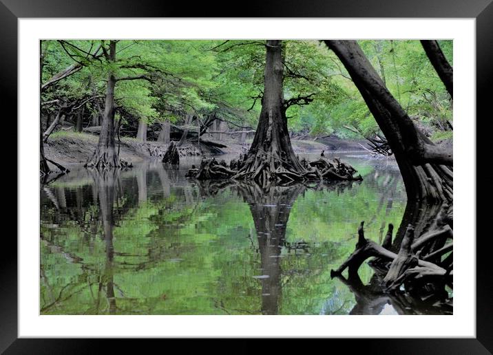 Cypress Reflection Framed Mounted Print by JUDY LACEFIELD
