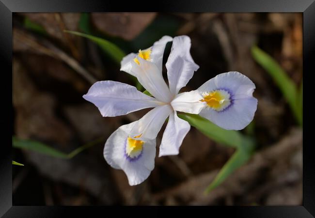 Wild White Iris Framed Print by JUDY LACEFIELD