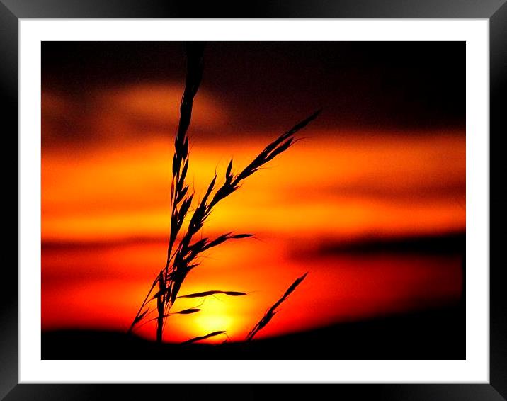  Sunset #1 Framed Mounted Print by Lance Hollingworth