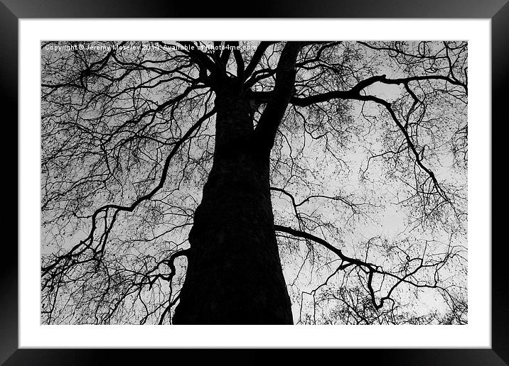  The Black Tree Framed Mounted Print by Jeremy Moseley