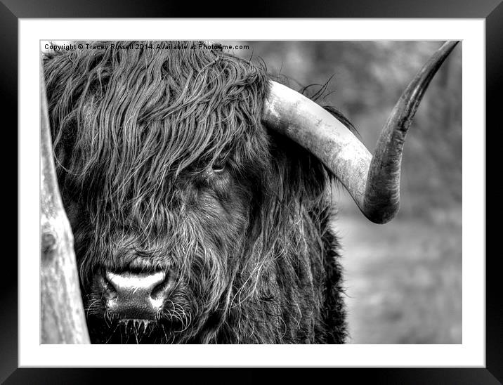  A Highland Cow Framed Mounted Print by Tracey Russell