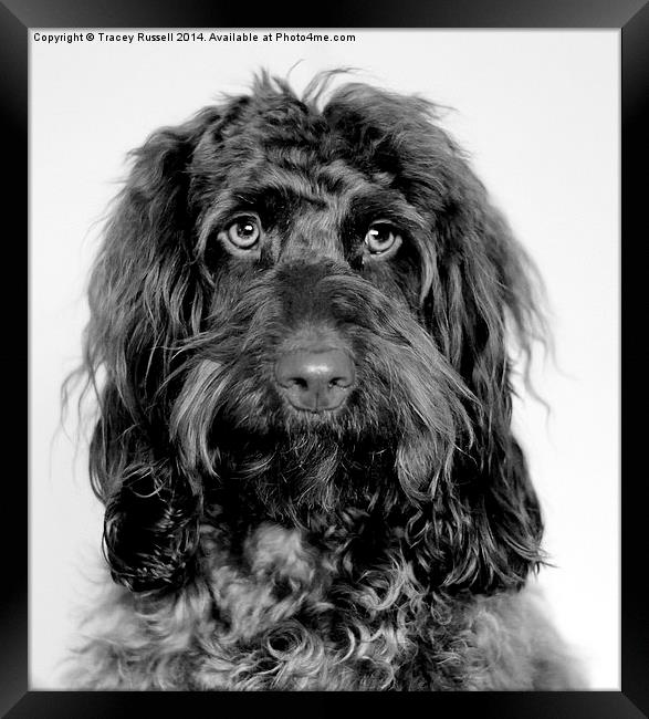 Handsome Cockapoo Framed Print by Tracey Russell
