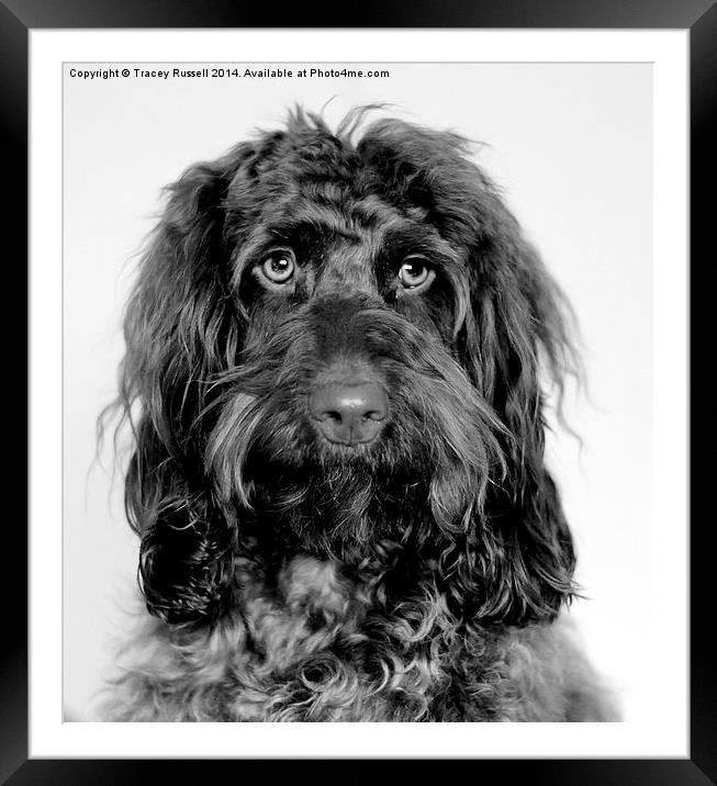  Handsome Cockapoo Framed Mounted Print by Tracey Russell