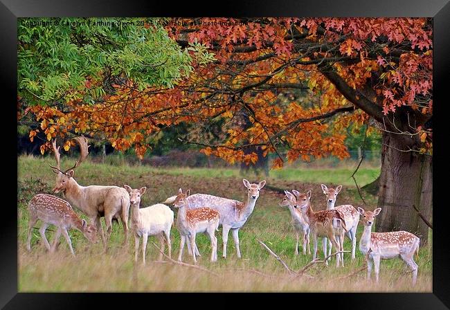  Its Autumn Deer. Framed Print by Carolyn Farthing-Dunn