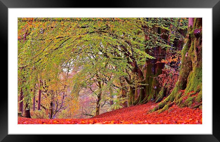  A walk in Autumn Woods Framed Mounted Print by Carolyn Farthing-Dunn