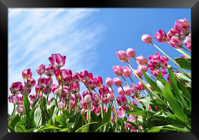  Pink Tulips Framed Print by Emily Murdoch
