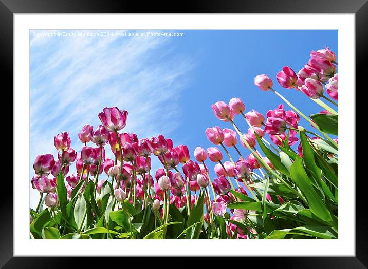  Pink Tulips Framed Mounted Print by Emily Murdoch