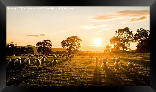  Sheep at Sunrise Framed Print by Emily Murdoch