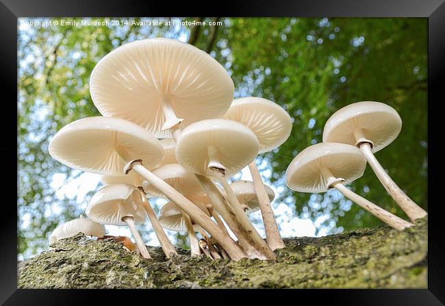 Porcelain Fungus   Framed Print by Emily Murdoch