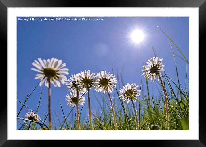  Sun Worshipping Daisies with artistic Lens Flare Framed Mounted Print by Emily Murdoch