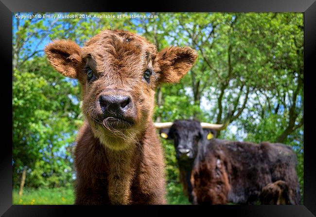  Black Highland Cow and Calf Framed Print by Emily Murdoch