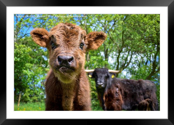  Black Highland Cow and Calf Framed Mounted Print by Emily Murdoch