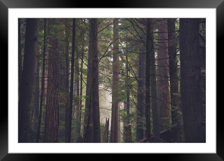  Into the Woods Framed Mounted Print by Louise Wilden