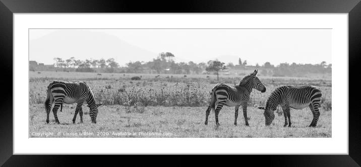 Zebra's in the wild Framed Mounted Print by Louise Wilden