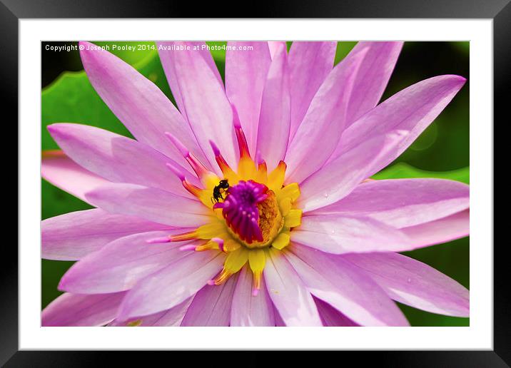 Pink Lotus Framed Mounted Print by Joseph Pooley