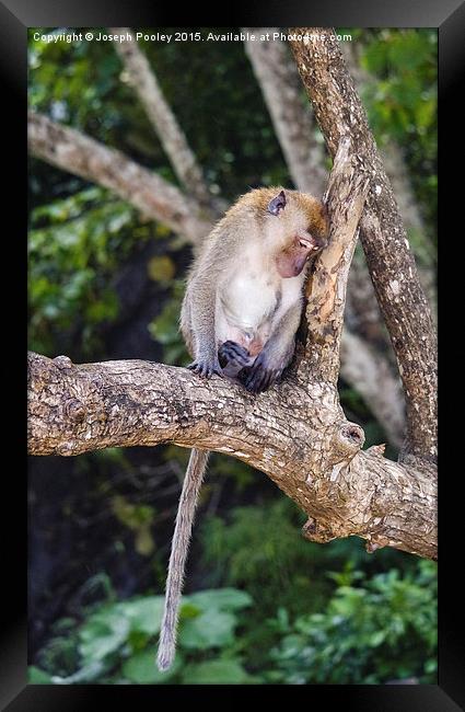  Thoughtful Macaque Framed Print by Joseph Pooley