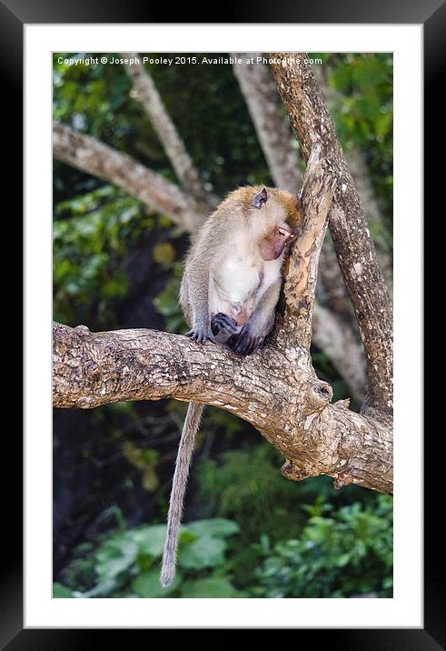  Thoughtful Macaque Framed Mounted Print by Joseph Pooley