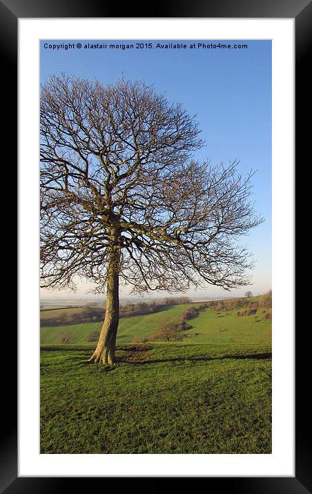  Lone Tree Framed Mounted Print by alastair morgan