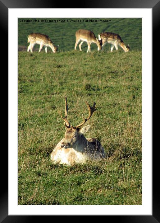  Lazy Stag Framed Mounted Print by alastair morgan