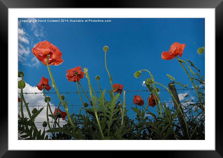  Poppies Framed Mounted Print by David Coldwell