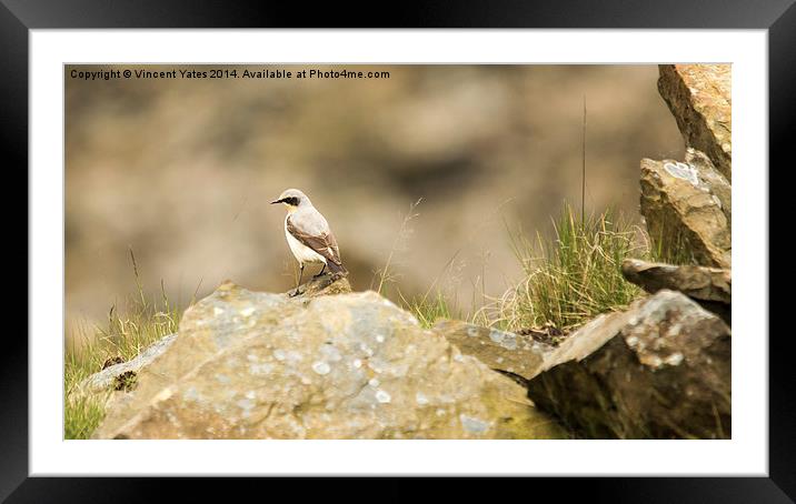  Wheatear Framed Mounted Print by Vincent Yates