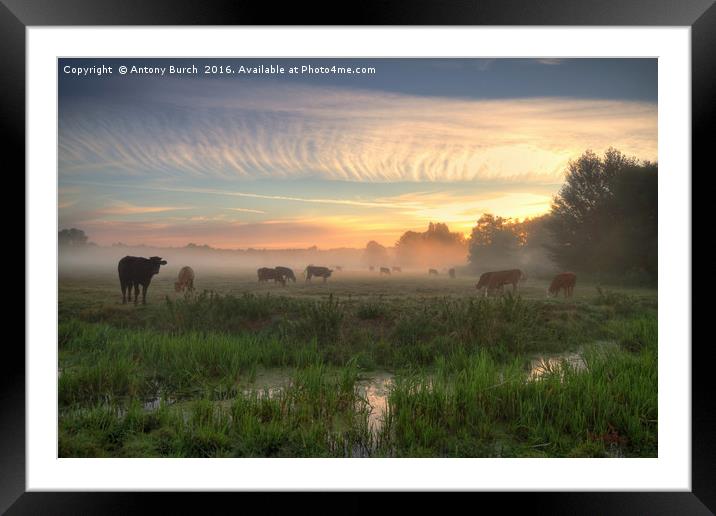 Moos in the Mist Framed Mounted Print by Antony Burch
