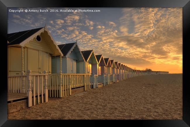 Mersea Beach Huts Framed Print by Antony Burch