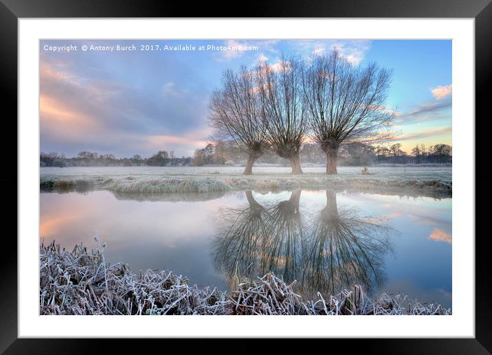 3 willows in Dedham mist Framed Mounted Print by Antony Burch