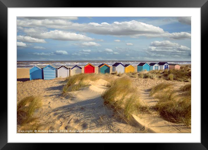 Soutwold beach huts at gun hill Framed Mounted Print by Antony Burch