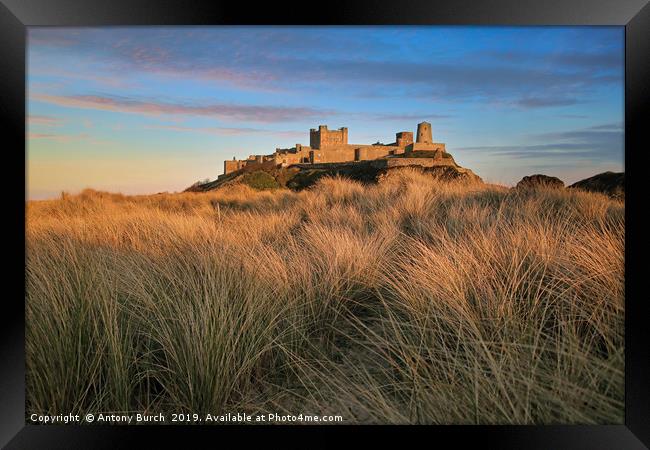 Bamburgh Castle Dunes Framed Print by Antony Burch