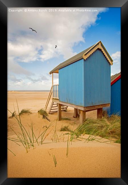 Beach Huts and Birds Framed Print by Antony Burch