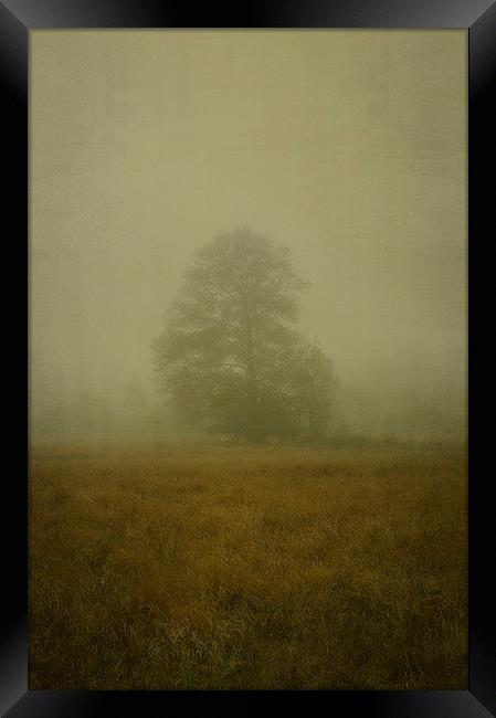Morning haze Framed Print by Piotr Tyminski