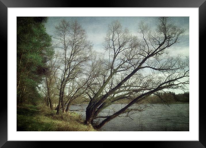 Along the river #6 Framed Mounted Print by Piotr Tyminski
