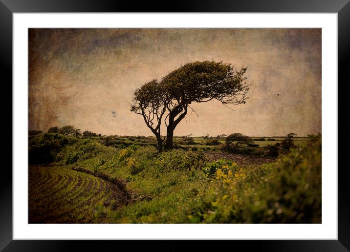 Wind-sculpted tree, Ireland Framed Mounted Print by james burke