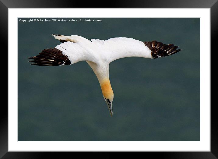  Gannet Diving at Bempton Cliffs Framed Mounted Print by Mike Twist