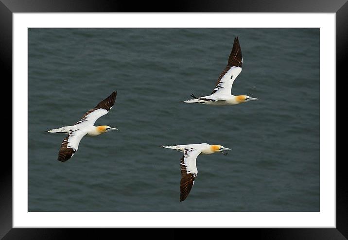  Gannets in Formation Framed Mounted Print by Mike Twist