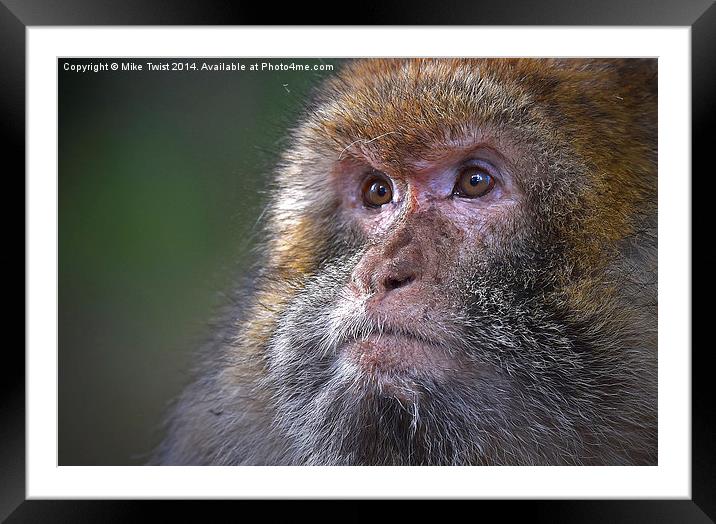  Barbary Macaque female Framed Mounted Print by Mike Twist