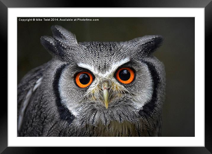  White Faced Scops Owl - Portrait Framed Mounted Print by Mike Twist