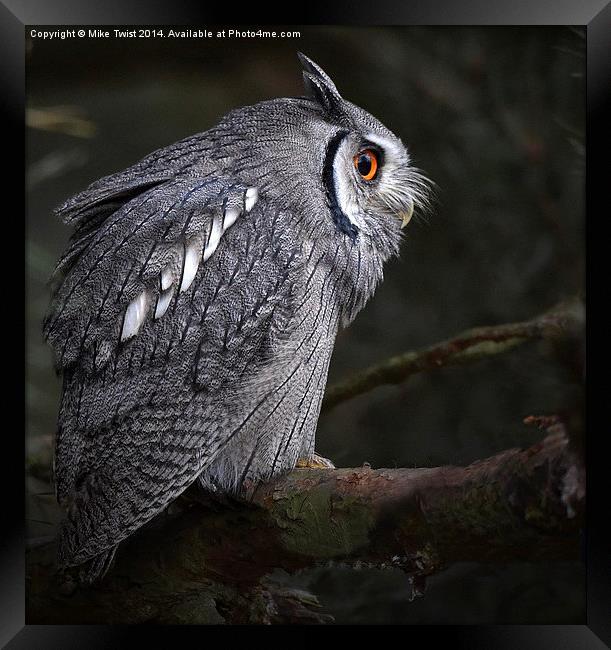  White Faced Scops Owl  Framed Print by Mike Twist